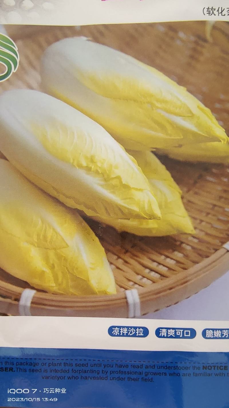 金玉兰菜种子菊苣菜王子菜营养软化菊苣多年生当季蔬菜种子大