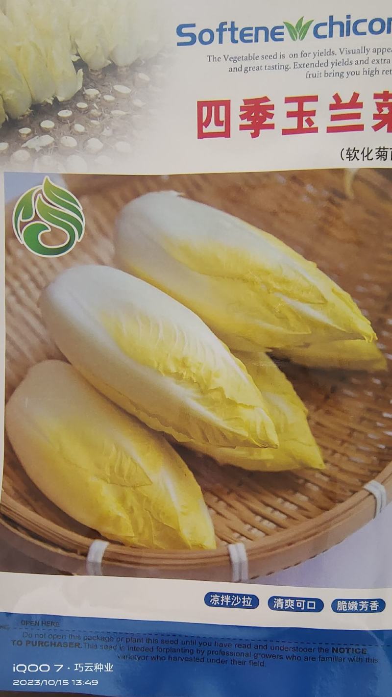 金玉兰菜种子菊苣菜王子菜营养软化菊苣多年生当季蔬菜种子大