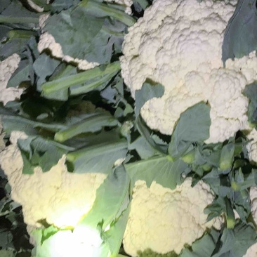 河北邯郸精品菜花，松花菜，小米花，中米花