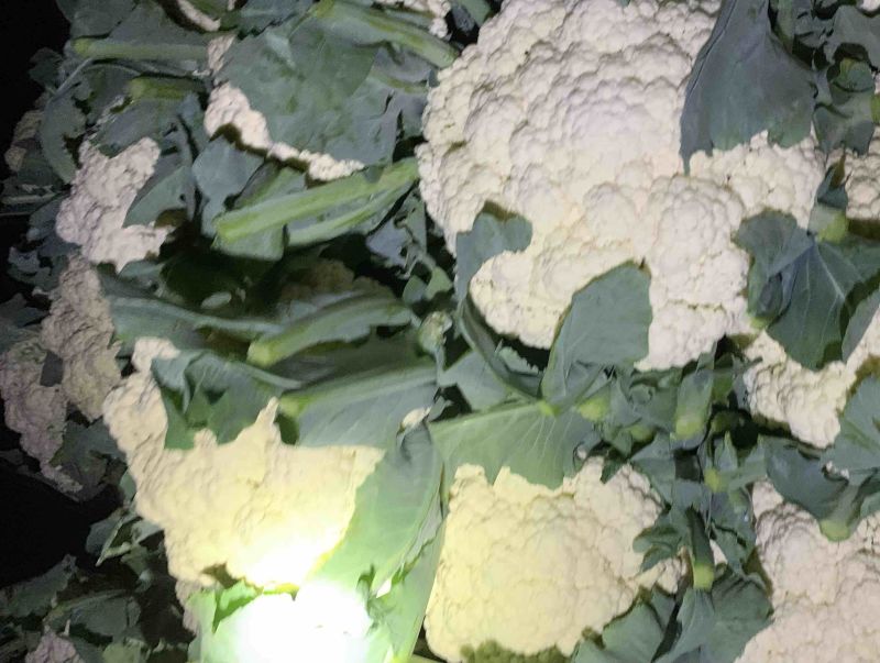 河北邯郸精品菜花，松花菜，小米花，中米花