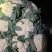 河北邯郸精品菜花，松花菜，小米花，中米花