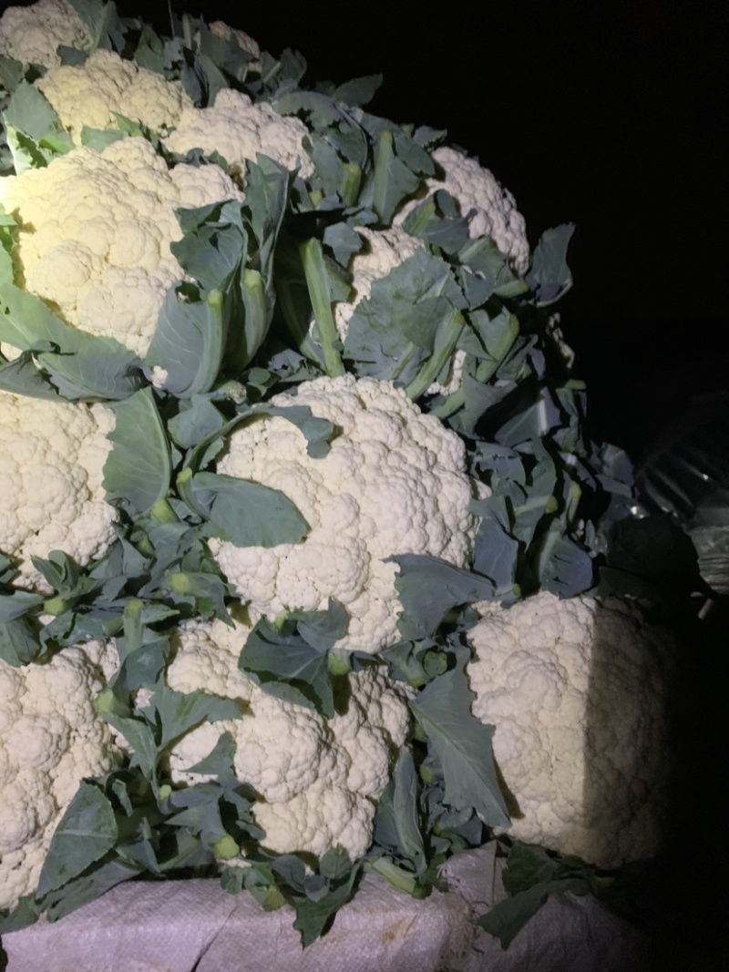 河北邯郸精品菜花，松花菜，小米花，中米花
