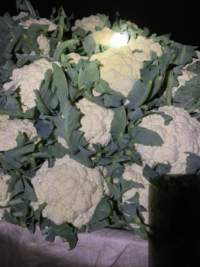 河北邯郸精品菜花，松花菜，小米花，中米花