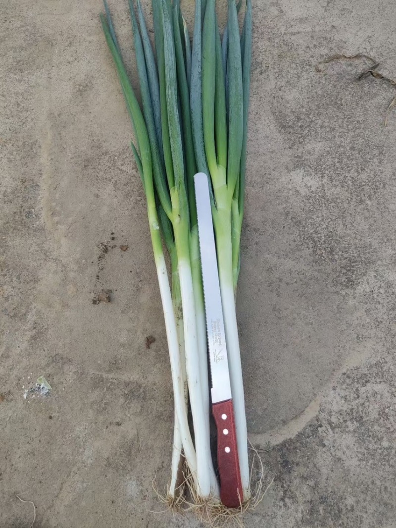 【精品】大葱，甘肃酒泉，大量上市，价格低欢迎老板采购