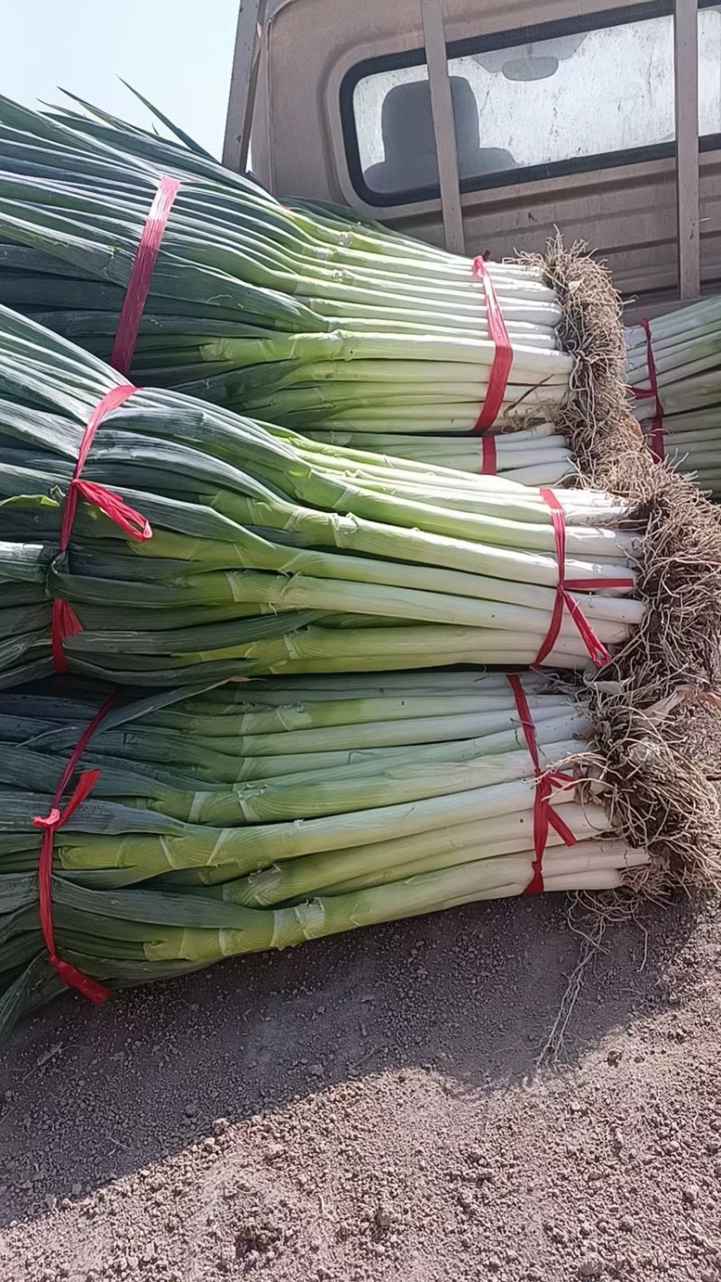 【精品】大葱，甘肃酒泉，大量上市，价格低欢迎老板采购