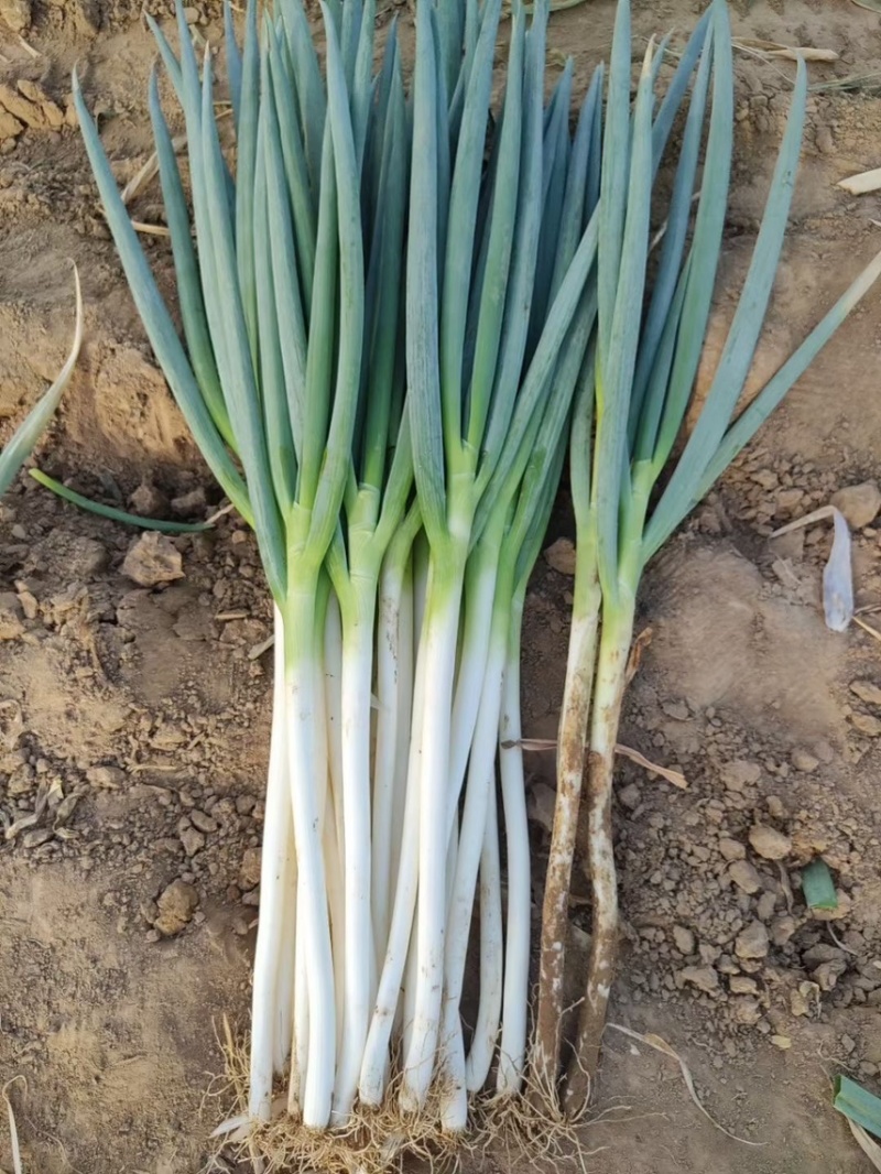 【精品】大葱，甘肃酒泉，大量上市，价格低欢迎老板采购
