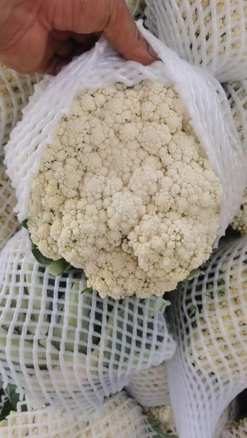 河北邯郸精品菜花，松花菜，小米花，中米花