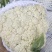 河北邯郸精品菜花，松花菜，小米花，中米花