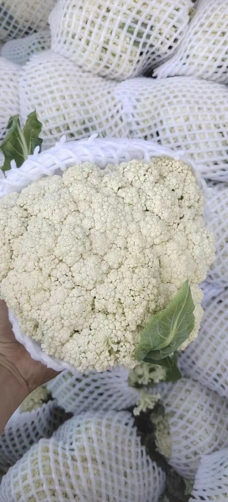 河北邯郸精品菜花，松花菜，小米花，中米花