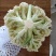 河北邯郸精品菜花，松花菜，小米花，中米花