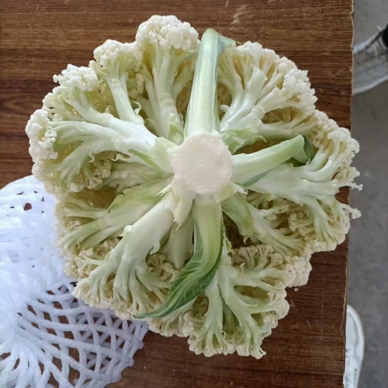 河北邯郸精品菜花，松花菜，小米花，中米花