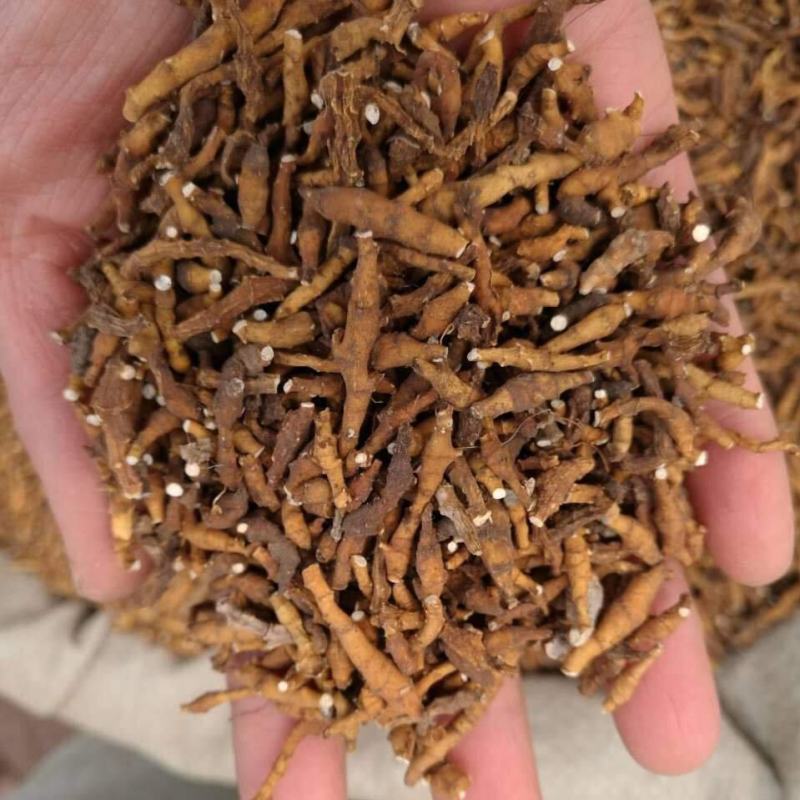 九节菖蒲，水洗，统，产地直发，实拍现货，正品质量保证无硫