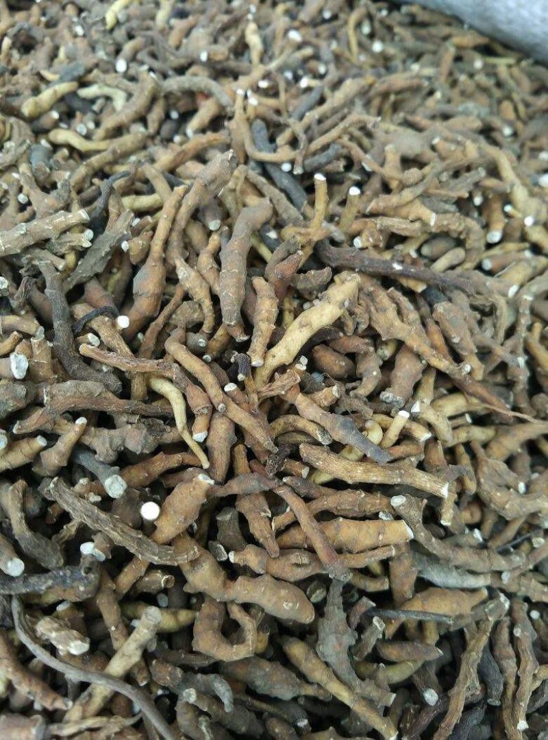 九节菖蒲，水洗，统，产地直发，实拍现货，正品质量保证无硫