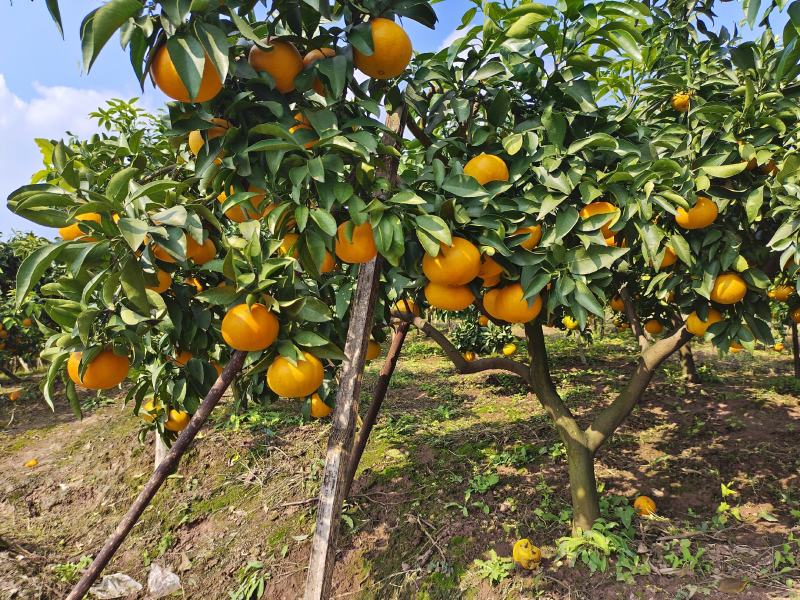 四川爱媛果冻橙现在口感已到**时候。电商果商品果