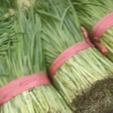 韭菜大量大市