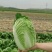 黄心大白菜大量上市产地直发一手货源对接各大电商批发