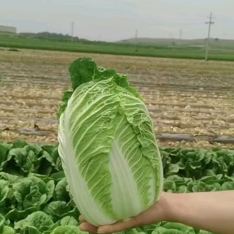 黄心大白菜大量上市产地直发一手货源对接各大电商批发