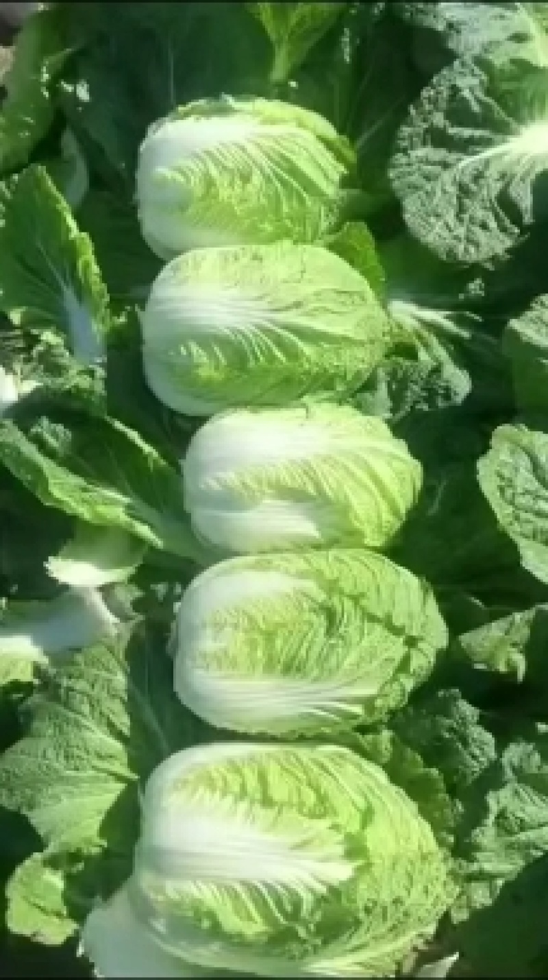 黄心大白菜大量上市产地直发一手货源对接各大电商批发