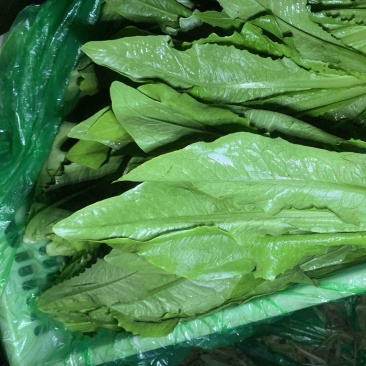 河北邯郸精蔬菜水果批发，油麦菜颜色好棵大小均匀