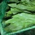 河北邯郸精蔬菜水果批发，油麦菜颜色好棵大小均匀