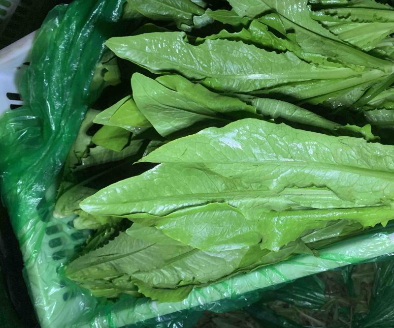 河北邯郸精蔬菜水果批发，油麦菜颜色好棵大小均匀
