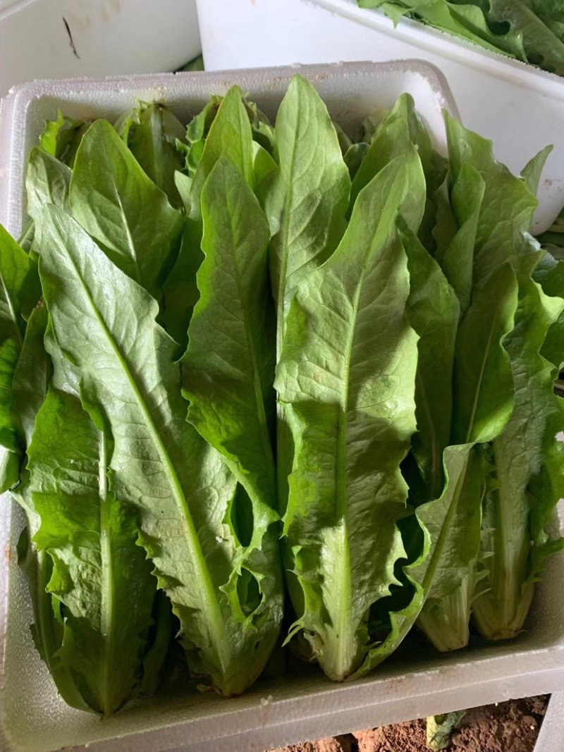 河北邯郸精蔬菜水果批发，油麦菜颜色好棵大小均匀