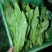 河北邯郸精蔬菜水果批发，油麦菜颜色好棵大小均匀