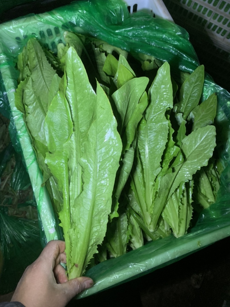 河北邯郸精蔬菜水果批发，油麦菜颜色好棵大小均匀