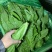 河北邯郸精蔬菜水果批发，油麦菜颜色好棵大小均匀