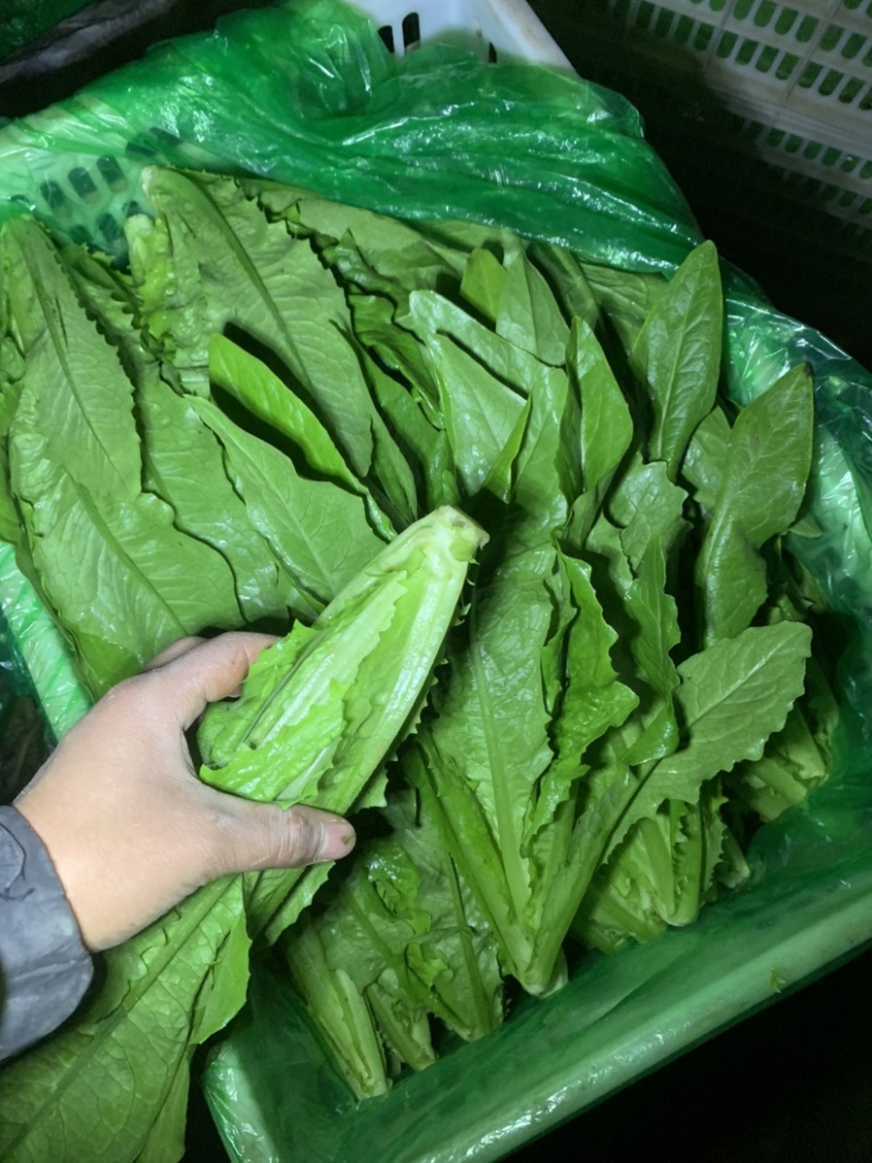 河北邯郸精蔬菜水果批发，油麦菜颜色好棵大小均匀