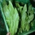河北邯郸精蔬菜水果批发，油麦菜颜色好棵大小均匀