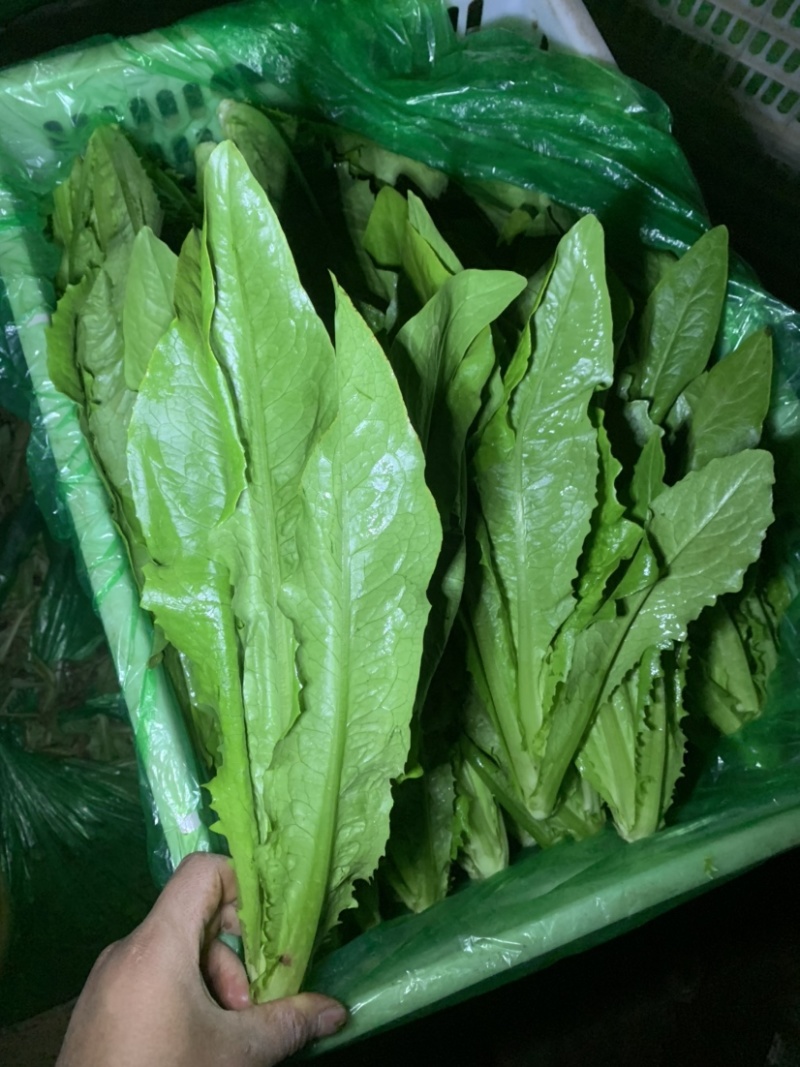河北邯郸精蔬菜水果批发，油麦菜颜色好棵大小均匀