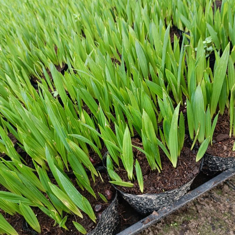 龙鳞榈苗龙鳞榈箬棕棕榈科庭院园林绿化树美观好养
