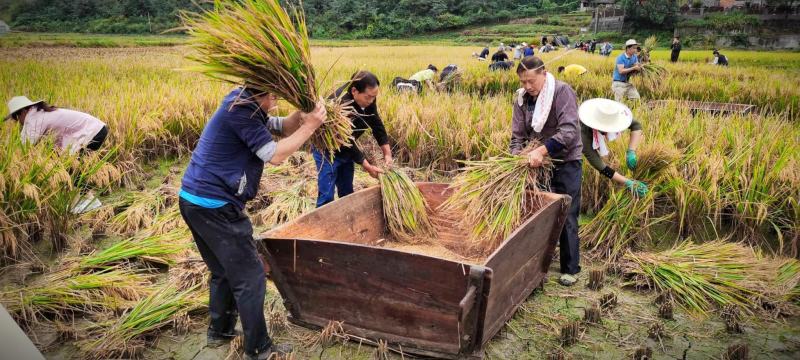 广南八宝米2023年坡现新米