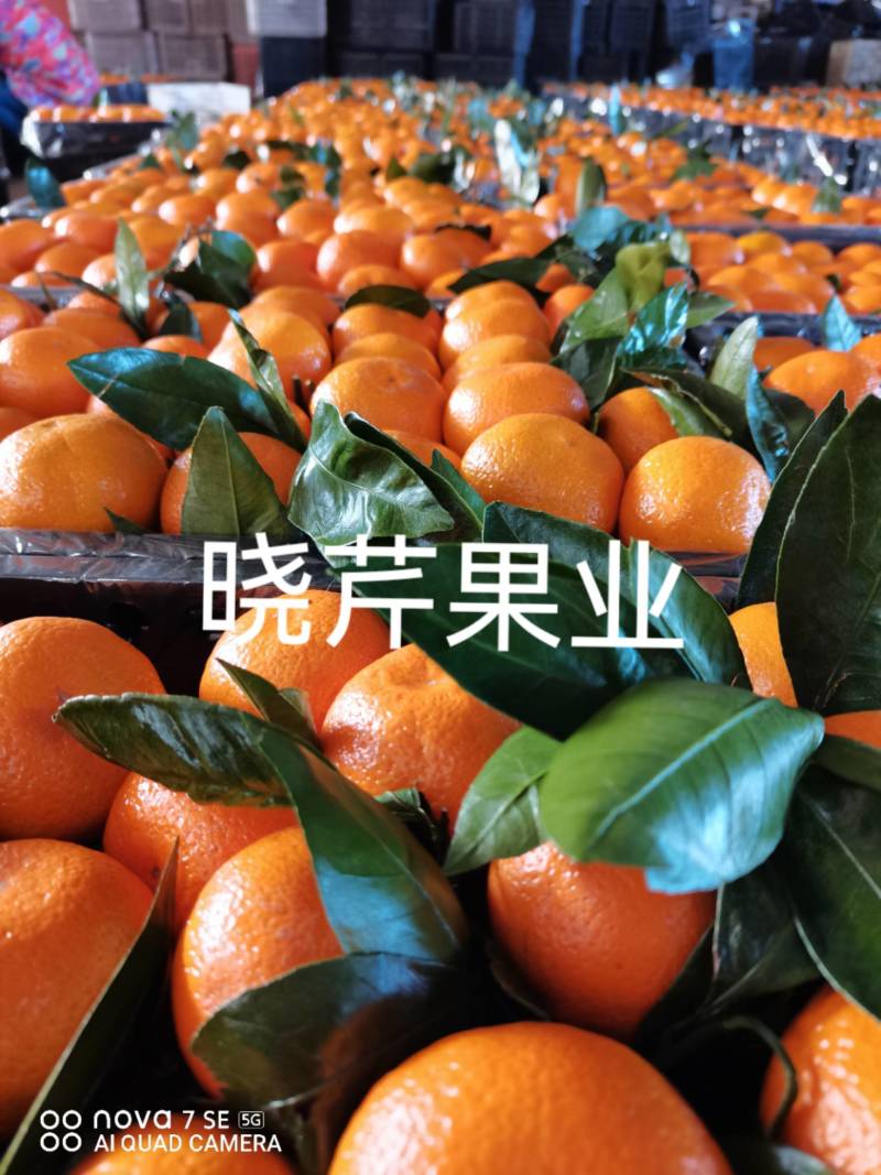 湖北丹江口优质武当蜜桔产地直发品质保证欢迎联系