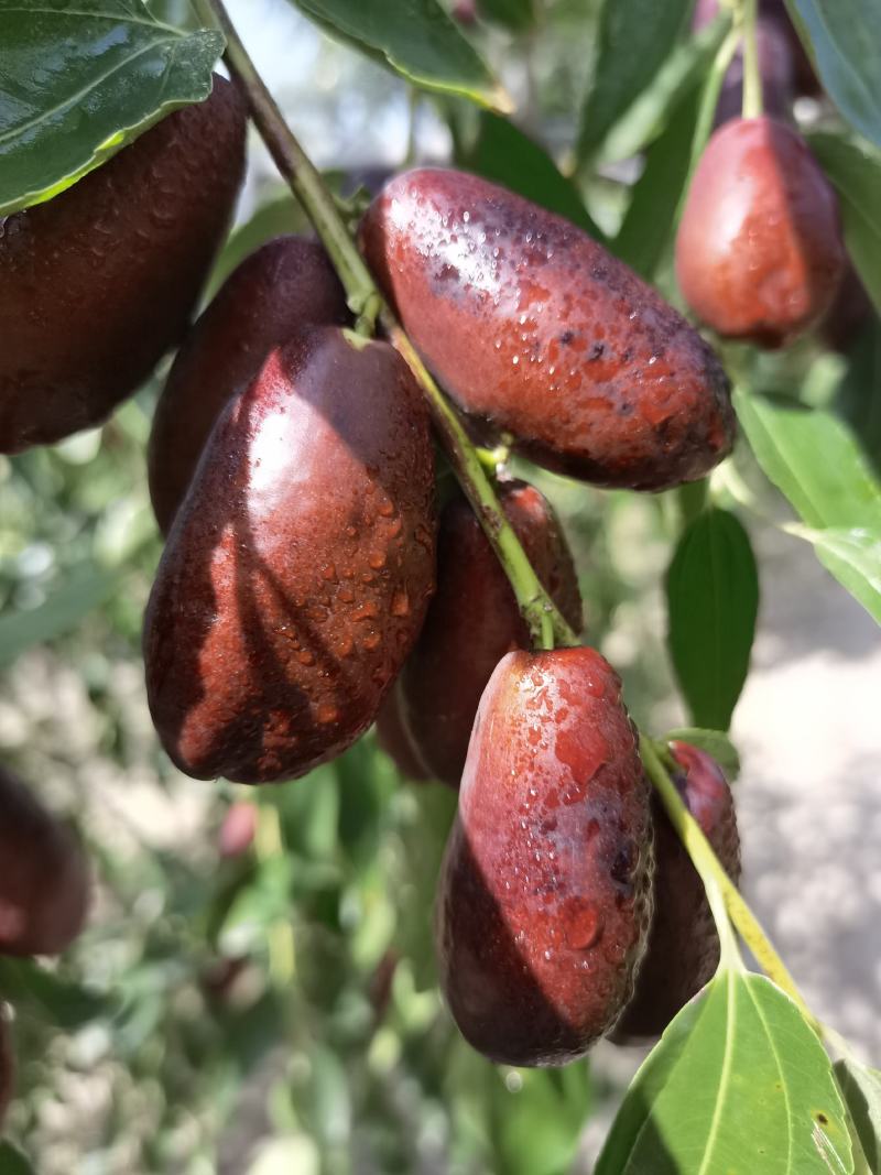宁夏灵武长枣