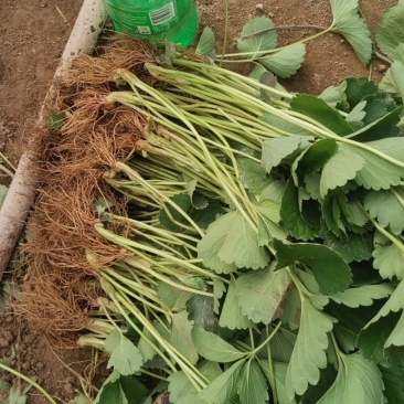 天仙醉草莓苗