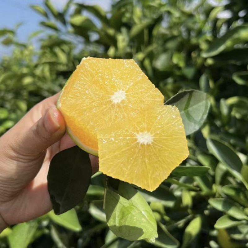 云南玉溪华宁县盘溪镇冰糖橙青橙子一件代发批发团购大量有货