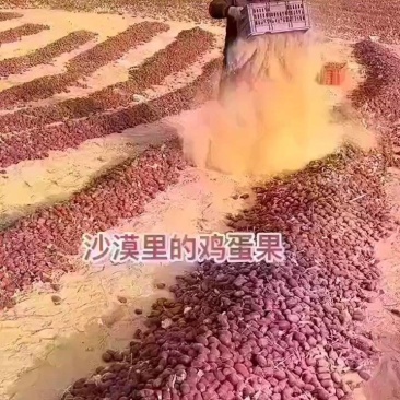 新疆酸枣