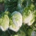 河北大白菜净菜大量供应需要的联系我无虫眼无烧心