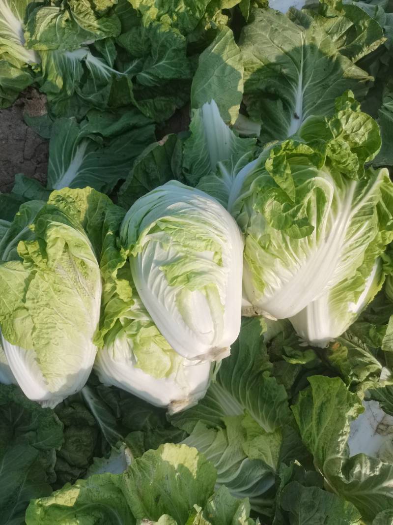 河北大白菜净菜大量供应需要的联系我无虫眼无烧心