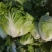 河北大白菜净菜大量供应需要的联系我无虫眼无烧心