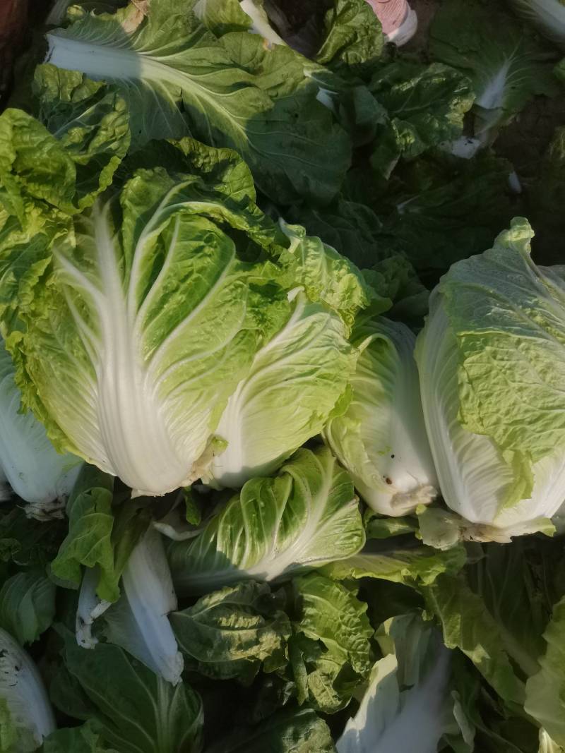 河北大白菜净菜大量供应需要的联系我无虫眼无烧心