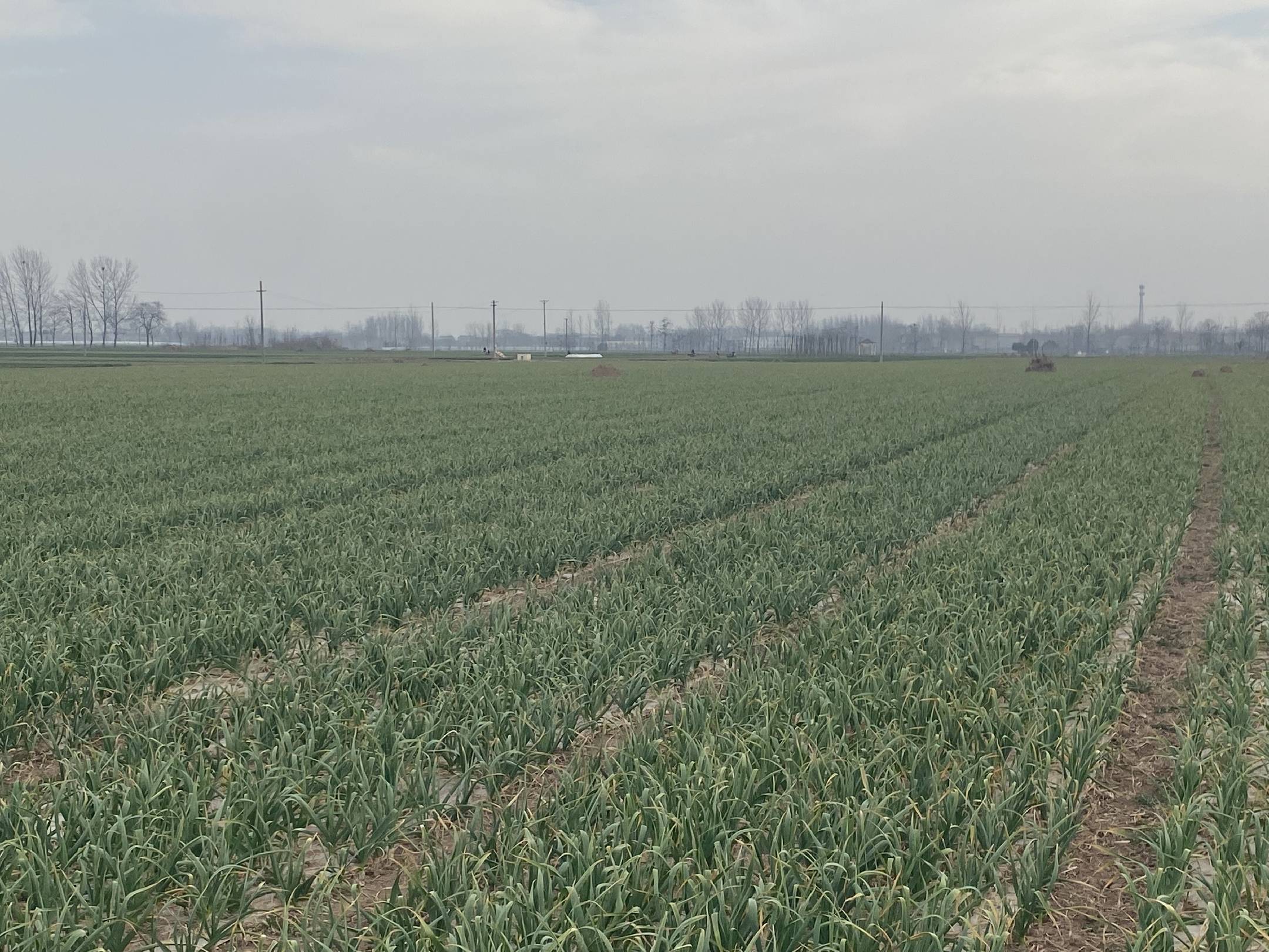 金乡蒜台田间生长图