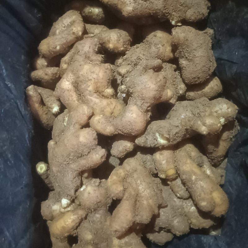 生姜价格全面下滑，需要的老板联系。