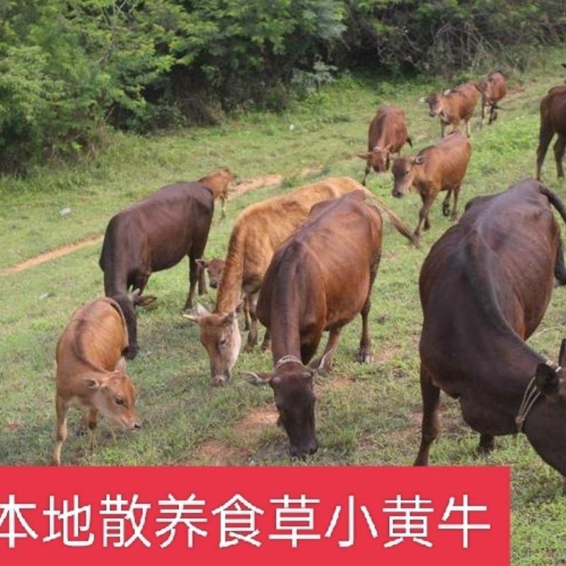 广东本地牛欢喜新鲜整套母牛生殖器牛子宫牛二姐牛碗口养殖培