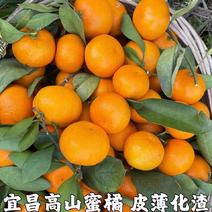 蜜橘椪柑柑橘小橘子小柑桔小叶桔橘子欢迎订购