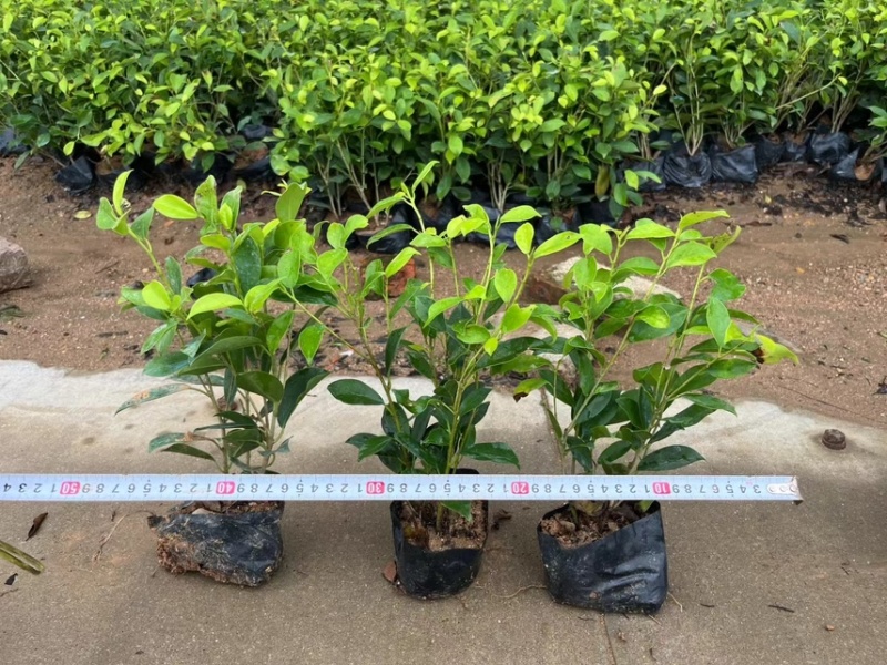 黄金榕各种规格基地大量现货供应，欢迎各位客户咨询