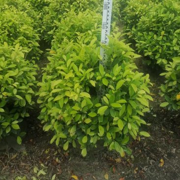 黄金榕各种规格基地大量现货供应，欢迎各位客户咨询