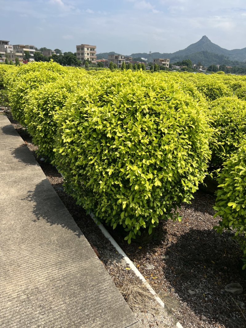 黄金榕各种规格基地大量现货供应，欢迎各位客户咨询